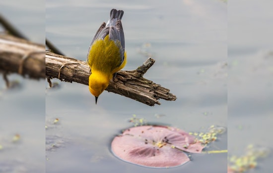 Avian Spectacle Unfolds at Sheldon Marsh State Nature Preserve Near Lake Erie