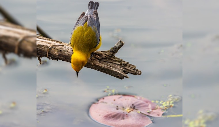 Avian Spectacle Unfolds at Sheldon Marsh State Nature Preserve Near Lake Erie