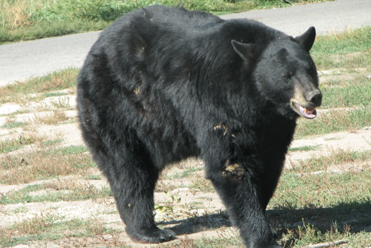 Baltimore County Bear Watch: Young Black Bear Spotted Roaming Through Pikesville, Randallstown, and Columbia