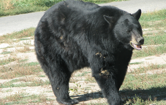 Baltimore County Bear Watch: Young Black Bear Spotted Roaming Through Pikesville, Randallstown, and Columbia