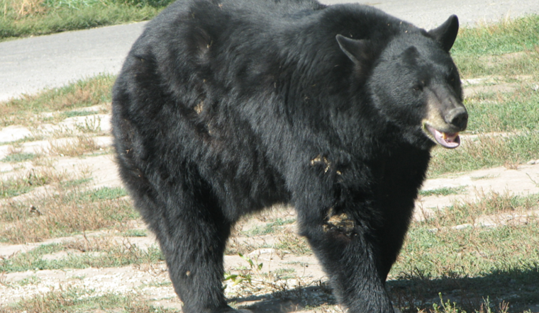 Baltimore County Bear Watch: Young Black Bear Spotted Roaming Through Pikesville, Randallstown, and Columbia