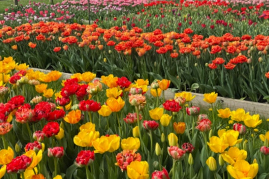 Barrington Hills Flower Farm Faces Uncertain Future Amid Zoning Dispute and Community Support