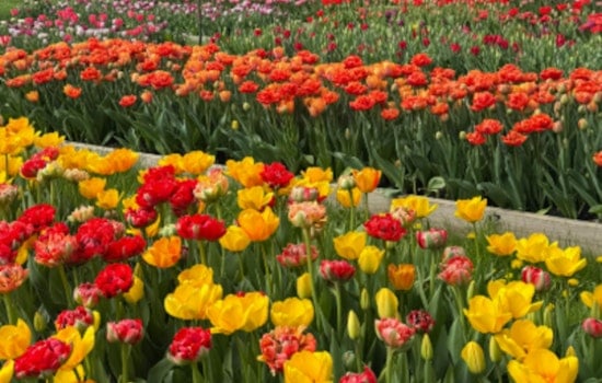 Barrington Hills Flower Farm Faces Uncertain Future Amid Zoning Dispute and Community Support
