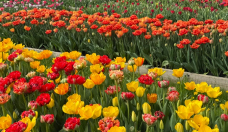 Barrington Hills Flower Farm Faces Uncertain Future Amid Zoning Dispute and Community Support