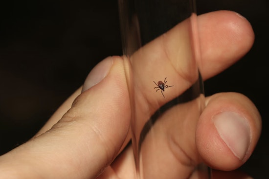 Bay Area and Upstate New York Face Early Surge in Tick Season, Increased Disease Risk Prompting Precautionary Measures