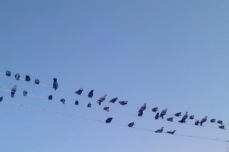 Bay Area Bird Deaths Shrouded in Mystery: East Richmond Heights Seeks Answers as Non-Electrocution Injuries Emerge