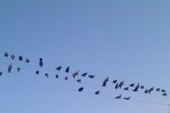 Bay Area Bird Deaths Shrouded in Mystery: East Richmond Heights Seeks Answers as Non-Electrocution Injuries Emerge