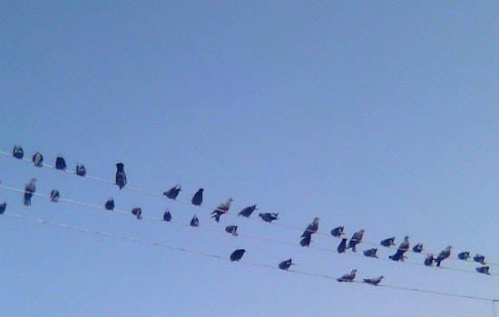 Bay Area Bird Deaths Shrouded in Mystery: East Richmond Heights Seeks Answers as Non-Electrocution Injuries Emerge