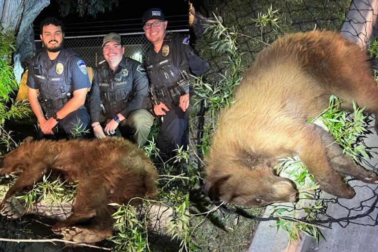 Bear Safely Tranquilized and Relocated After Roaming Heber City, Utah