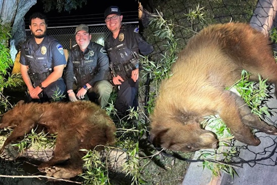 Bear Safely Tranquilized and Relocated After Roaming Heber City, Utah