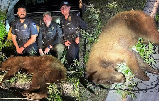 Bear Safely Tranquilized and Relocated After Roaming Heber City, Utah