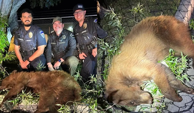 Bear Safely Tranquilized and Relocated After Roaming Heber City, Utah