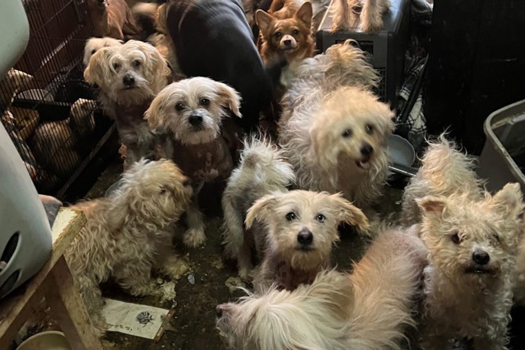 Bethel Residents Charged with Animal Cruelty After 38 Dogs, Seven Ferrets Found in Squalid Conditions