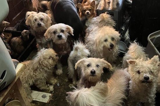 Bethel Residents Charged with Animal Cruelty After 38 Dogs, Seven Ferrets Found in Squalid Conditions
