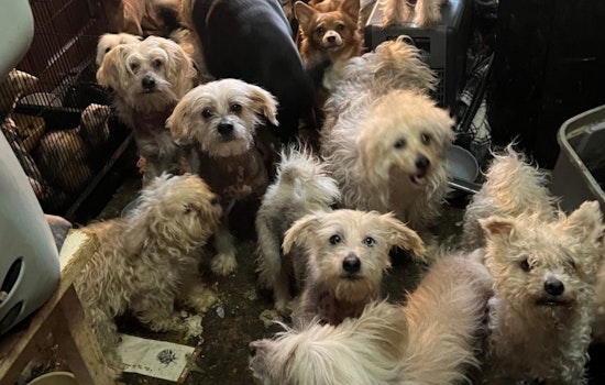 Bethel Residents Charged with Animal Cruelty After 38 Dogs, Seven Ferrets Found in Squalid Conditions