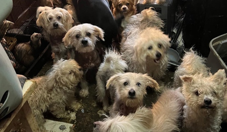 Bethel Residents Charged with Animal Cruelty After 38 Dogs, Seven Ferrets Found in Squalid Conditions