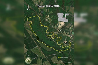 Bogue Chitto Wildlife Management Area Opens as New Conservation Haven in Washington Parish