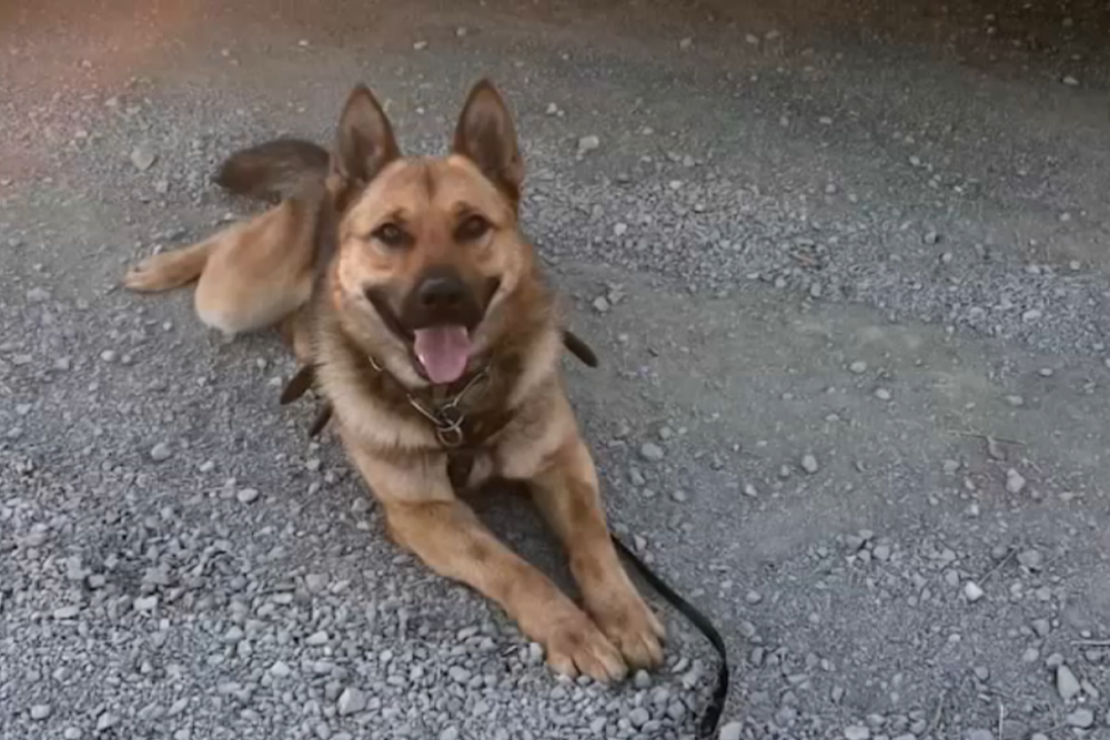 Border Patrol K-9 Airlifted for Emergency Care after Rattlesnake Bite in La Mesa