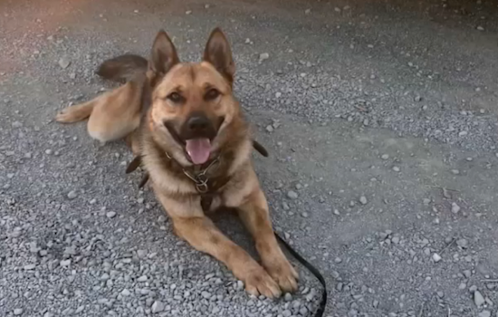 Border Patrol K-9 Airlifted for Emergency Care after Rattlesnake Bite in La Mesa