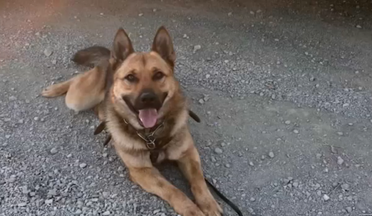 Border Patrol K-9 Airlifted for Emergency Care after Rattlesnake Bite in La Mesa