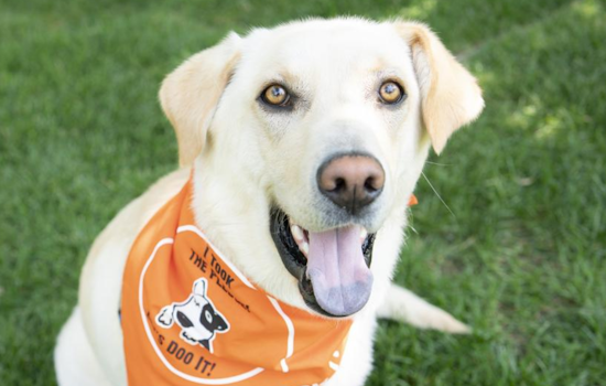 Boulder and Neighboring Counties Unite for "Let’s DOO It!" Event to Tackle Dog Waste in Public Spaces