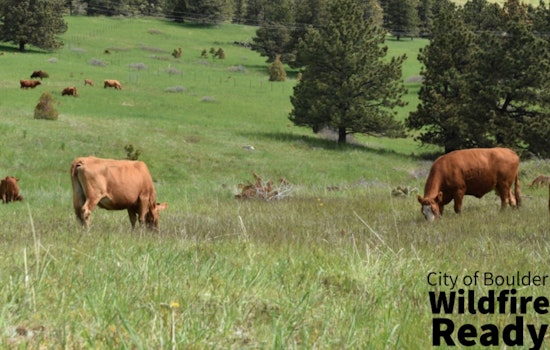 Boulder Expands Cattle Grazing Initiative to Reduce Wildfire Risks Near North Neighborhoods