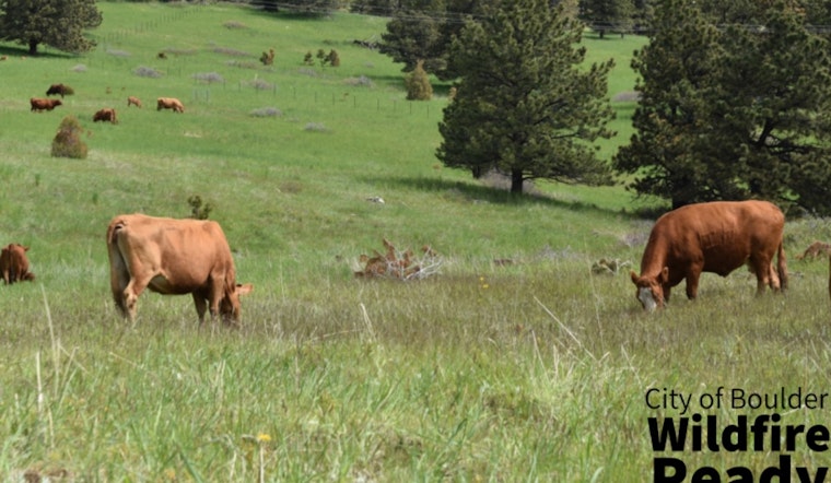 Boulder Expands Cattle Grazing Initiative to Reduce Wildfire Risks Near North Neighborhoods