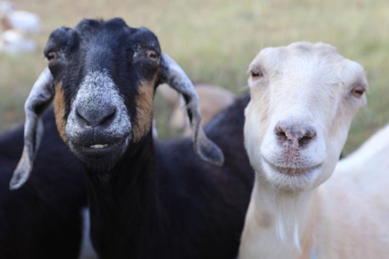 Boulder's Harlow Platts Park to Host 'Meet and Bleat' with Eco-Friendly Goats on June 14