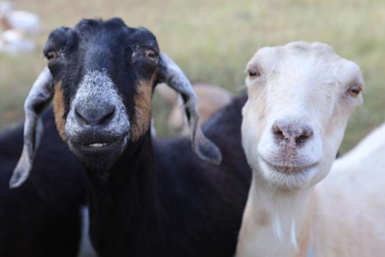 Boulder's Harlow Platts Park to Host 'Meet and Bleat' with Eco-Friendly Goats on June 14