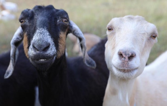 Boulder's Harlow Platts Park to Host 'Meet and Bleat' with Eco-Friendly Goats on June 14