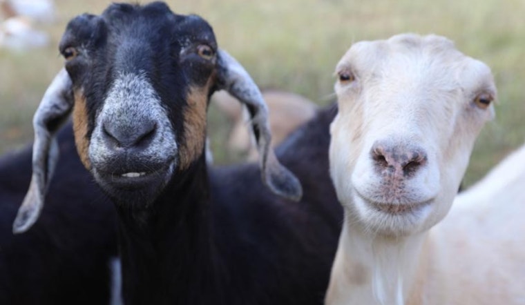 Boulder's Harlow Platts Park to Host 'Meet and Bleat' with Eco-Friendly Goats on June 14