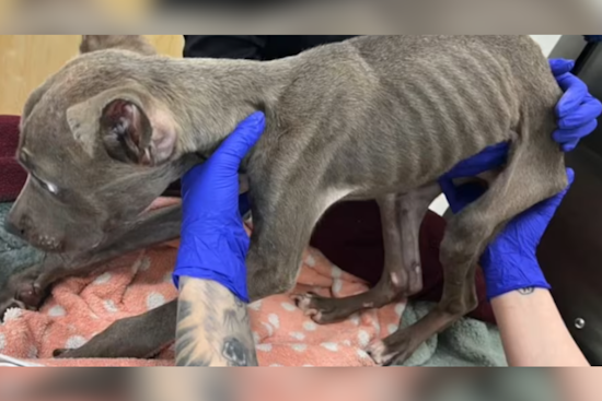 Brevard County Duo Arrested for Alleged Severe Neglect of Malnourished Puppy