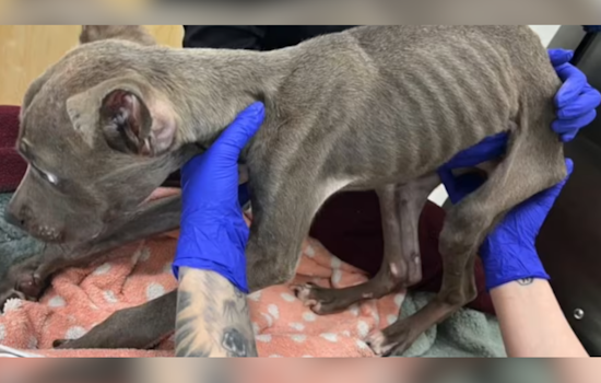Brevard County Duo Arrested for Alleged Severe Neglect of Malnourished Puppy