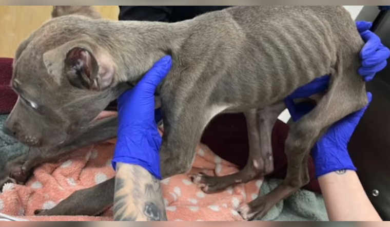 Brevard County Duo Arrested for Alleged Severe Neglect of Malnourished Puppy