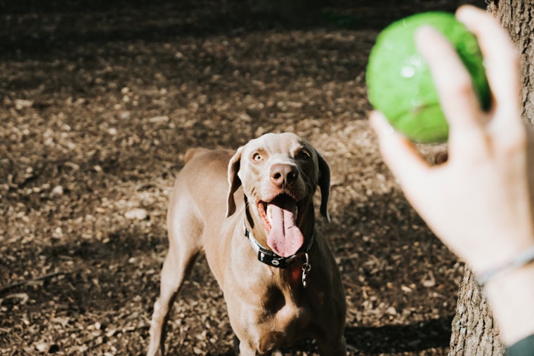 Bronx Residents Celebrate Opening of New Dog Park at Castle Hill's NYCHA Complex