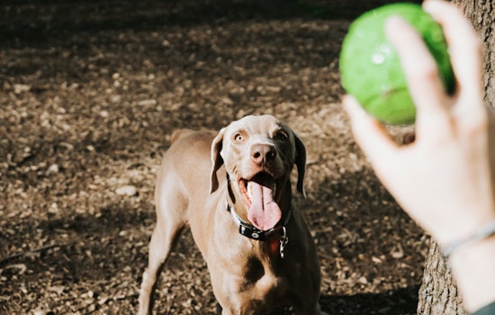 Bronx Residents Celebrate Opening of New Dog Park at Castle Hill's NYCHA Complex