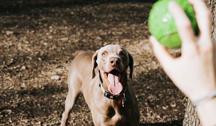 Bronx Residents Celebrate Opening of New Dog Park at Castle Hill's NYCHA Complex