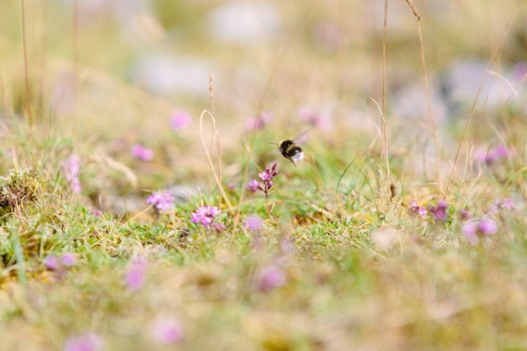 Brooklyn Park Embraces Pollinators with "Slow Mow May" Initiative Encouraging Strategic Lawn Care