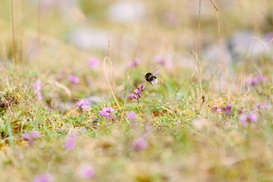 Brooklyn Park Embraces Pollinators with "Slow Mow May" Initiative Encouraging Strategic Lawn Care