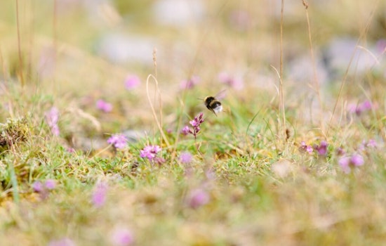 Brooklyn Park Embraces Pollinators with "Slow Mow May" Initiative Encouraging Strategic Lawn Care