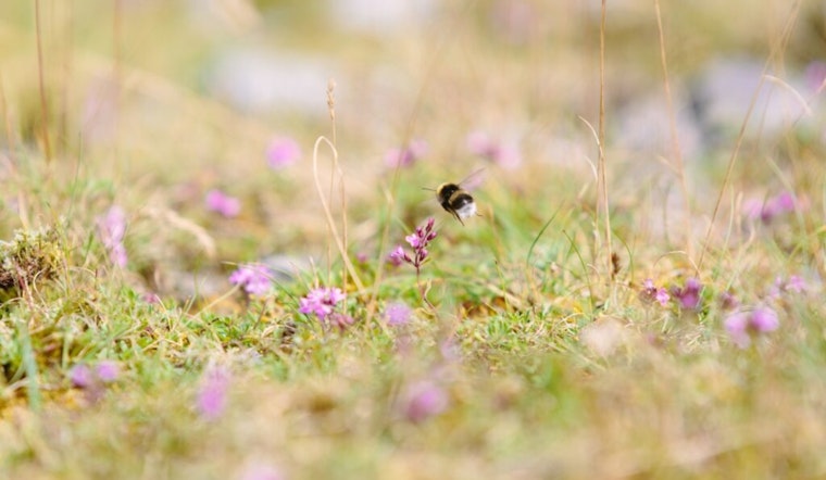 Brooklyn Park Embraces Pollinators with "Slow Mow May" Initiative Encouraging Strategic Lawn Care