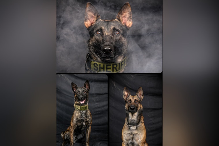 Cabarrus County Sheriff's Office Salutes K9 Units for Their Key Role in Public Safety During National Police Week