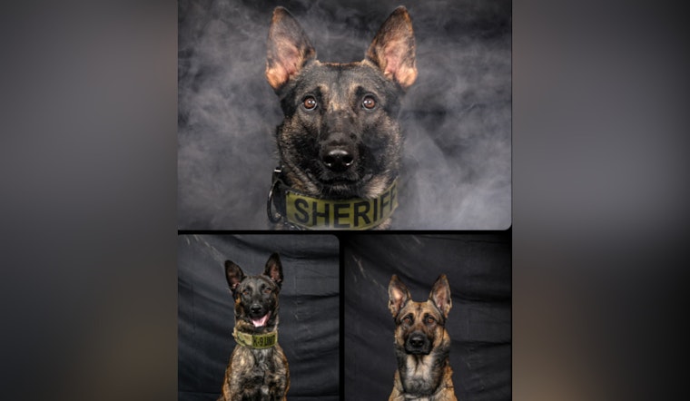 Cabarrus County Sheriff's Office Salutes K9 Units for Their Key Role in Public Safety During National Police Week