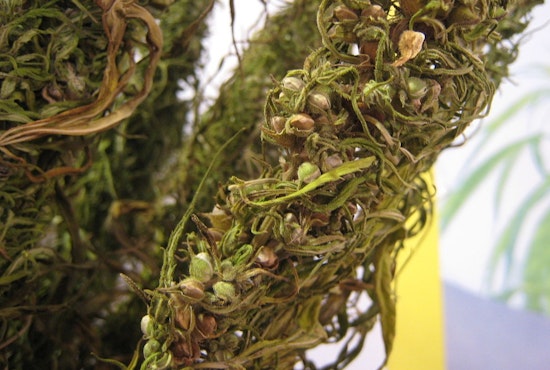 California Businesses Show Overwhelming Compliance with Intoxicating Hemp Product Ban, Reports Governor Newsom