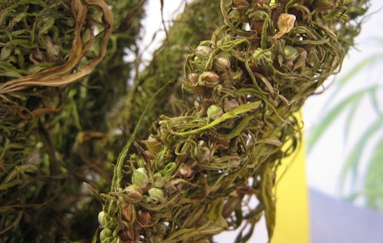 California Businesses Show Overwhelming Compliance with Intoxicating Hemp Product Ban, Reports Governor Newsom