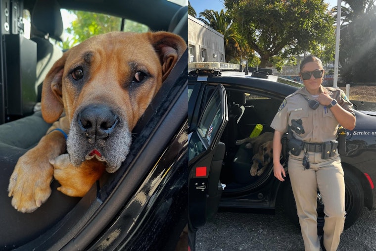 California Highway Patrol Rescues Overheated Dog on I-580 in Oakland, Ensuring Animal's Recovery