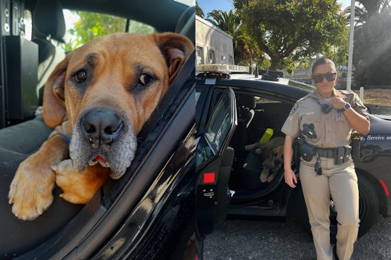 California Highway Patrol Rescues Overheated Dog on I-580 in Oakland, Ensuring Animal's Recovery