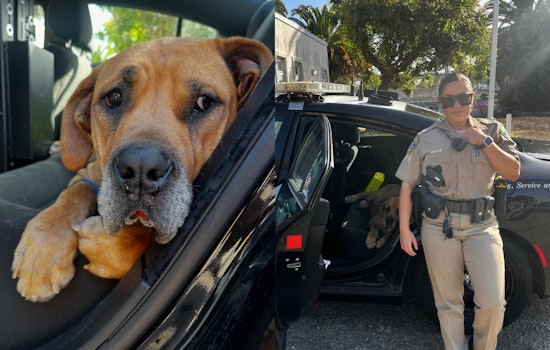 California Highway Patrol Rescues Overheated Dog on I-580 in Oakland, Ensuring Animal's Recovery