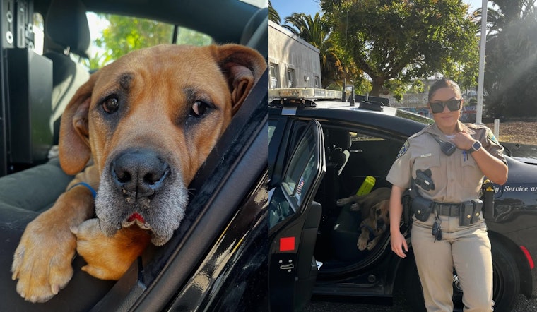 California Highway Patrol Rescues Overheated Dog on I-580 in Oakland, Ensuring Animal's Recovery