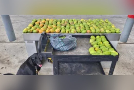 CBP Seizes Over 218 Mangos, 7 Kilograms of Nances at Juarez-Lincoln Bridge; Driver Issued $1,000 Fine